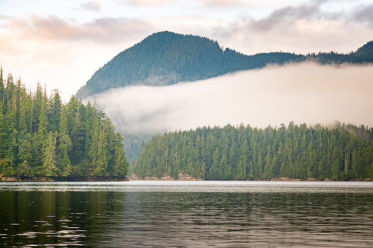 Conservation Group Buys Out Hunting Rights to British Columbia Rainforest