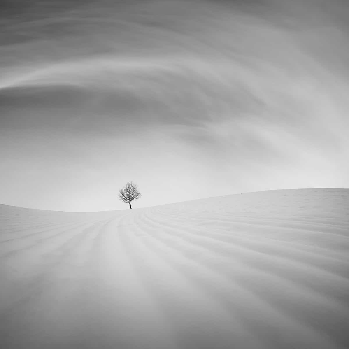 Solitary tree in a snowy landscape