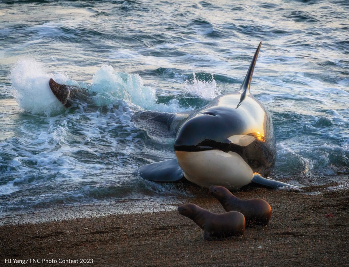 An orca attacks two seals in the morning on the beach