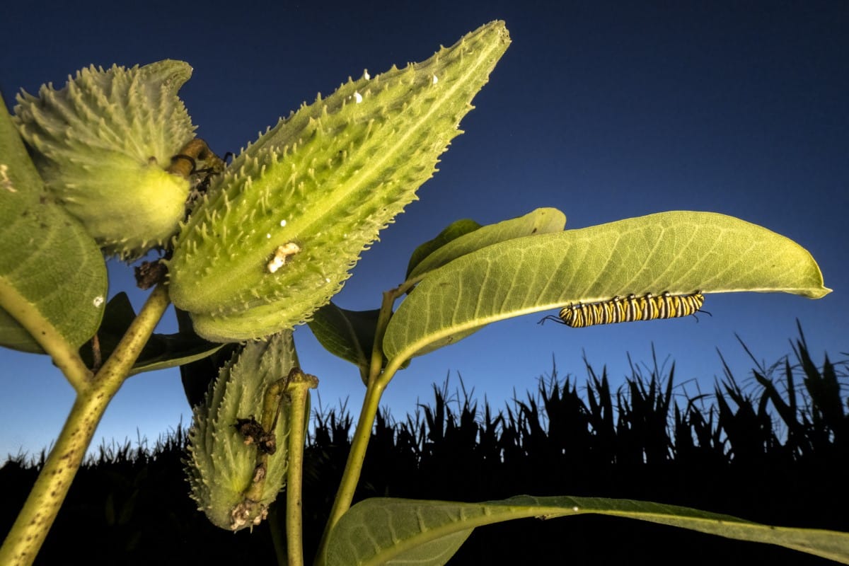 A monarch butterfly caterpillar rests overnight under a milkweed leaf. 